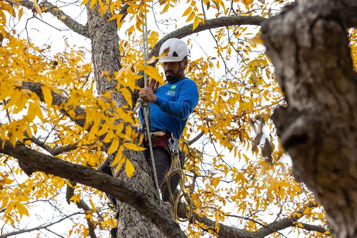 Skilled Tree Trimming crew working in Rhine